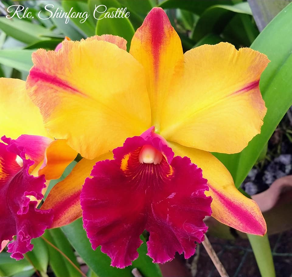 Rhyncholaeliocattleya Shinfong Castle 'Lightning' (Mericlone)