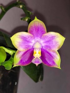 Phalaenopsis Mituo Reflex Bb 'POM'