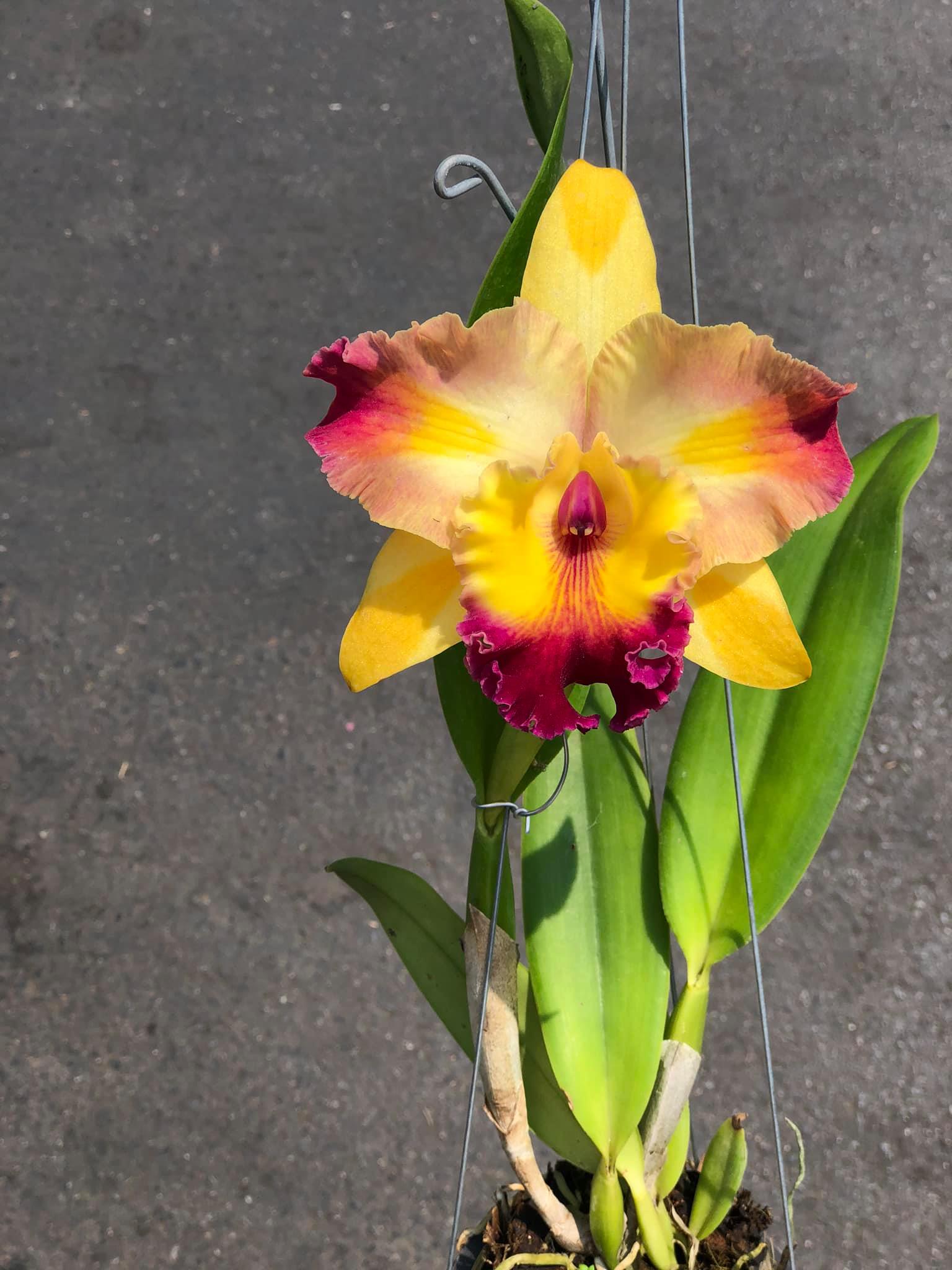 Rhyncholaeliocattleya Amazing Bangkok (Mericlone) Main image