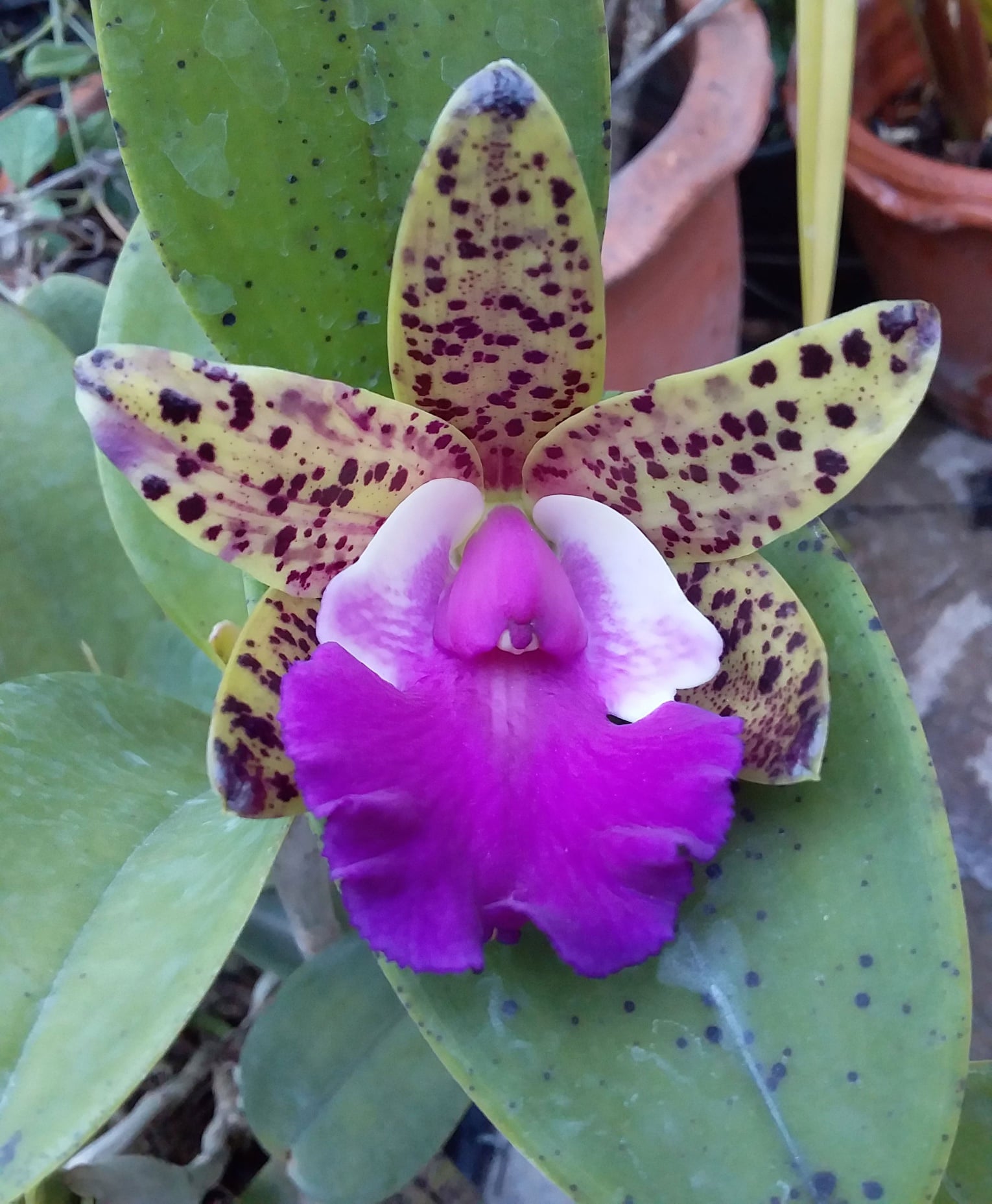 Cattleya Thospol Spot × Cattleya aclandiae Main image