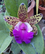 Cattleya Thospol Spot × Cattleya aclandiae