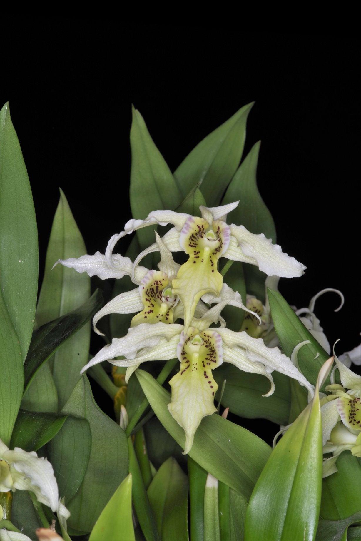 Dendrobium alexandrae × Dendrobium johnsoniae Main image