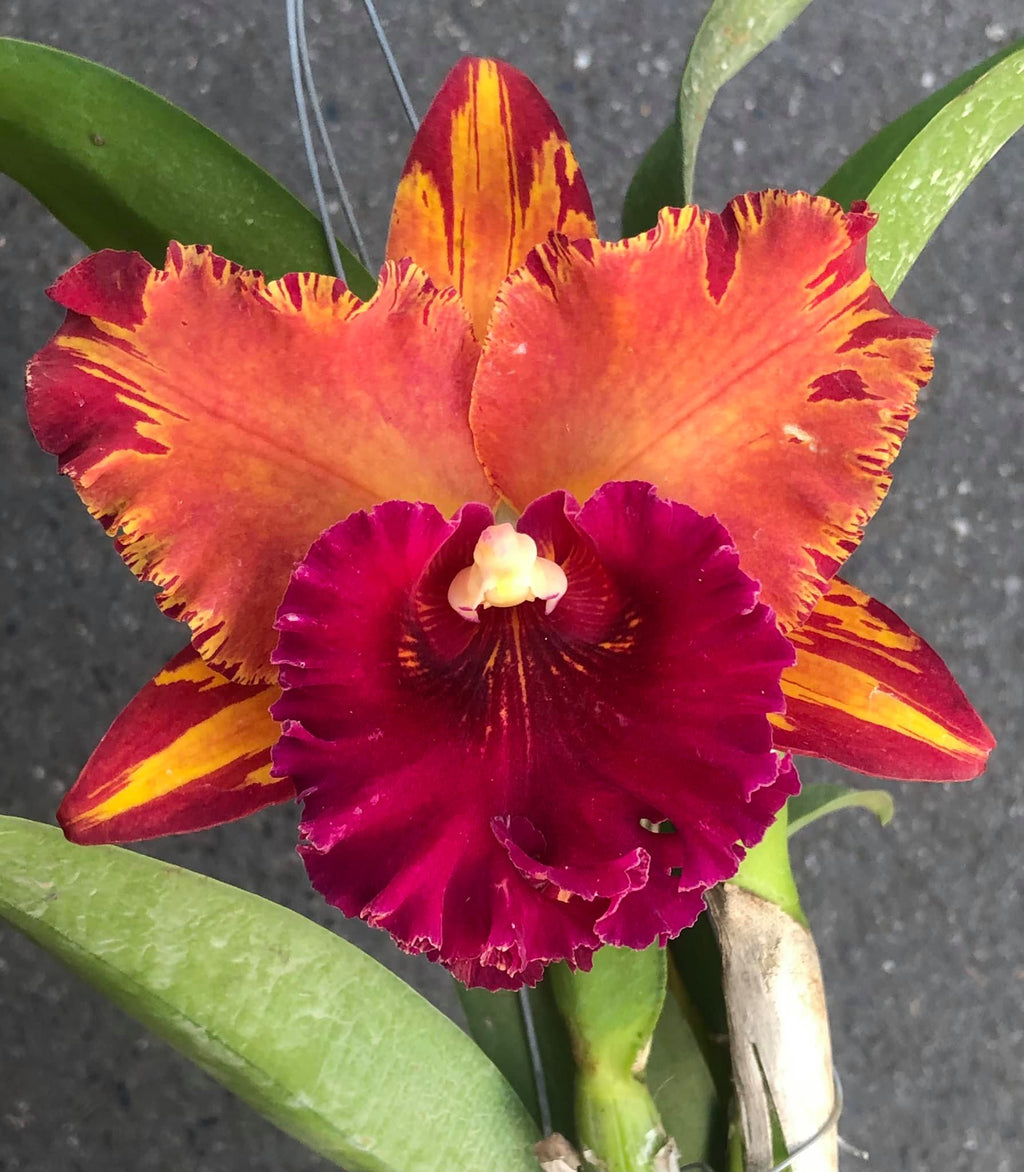 Rhyncholaeliocattleya Hey Song (Flask, ex Thailand)