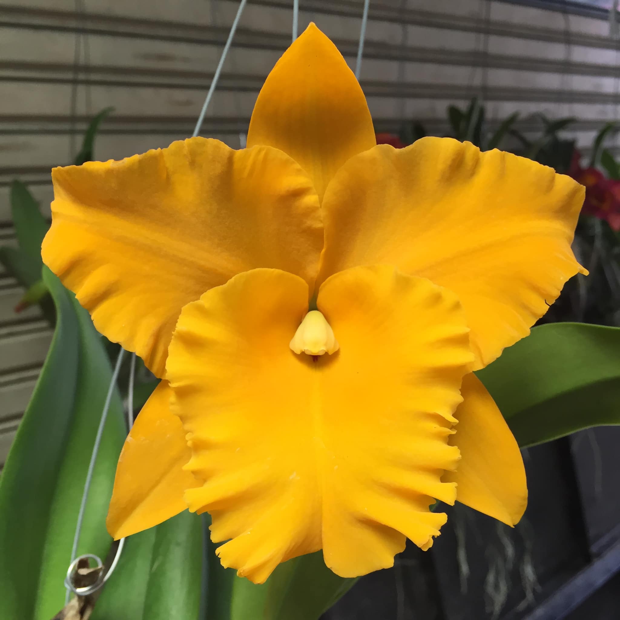 Rhyncholaeliocattleya Golden Diamond MC Main image