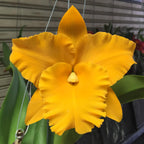 Rhyncholaeliocattleya Golden Diamond MC