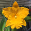 Rhyncholaeliocattleya Golden Diamond MC