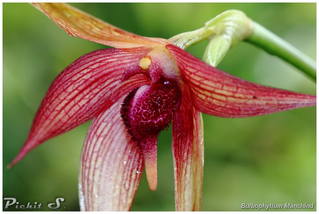 Bulbophyllum Manchind Main image