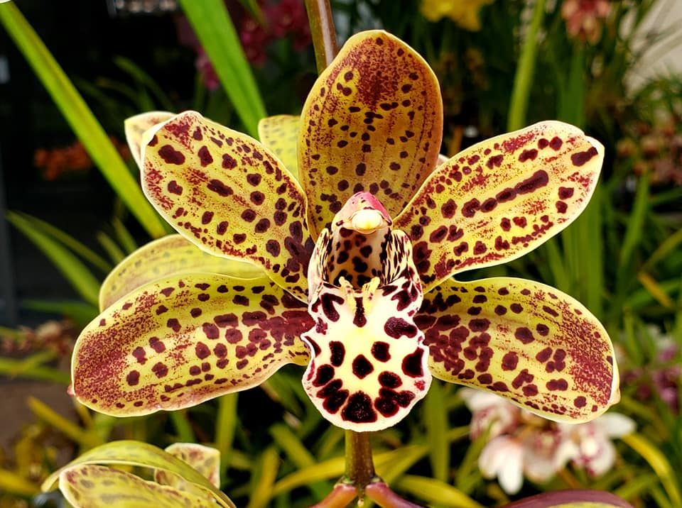 Cymbidium Napa Naiad 'Speckles' X Cym. Canaliculatum 'Patsy' Main image