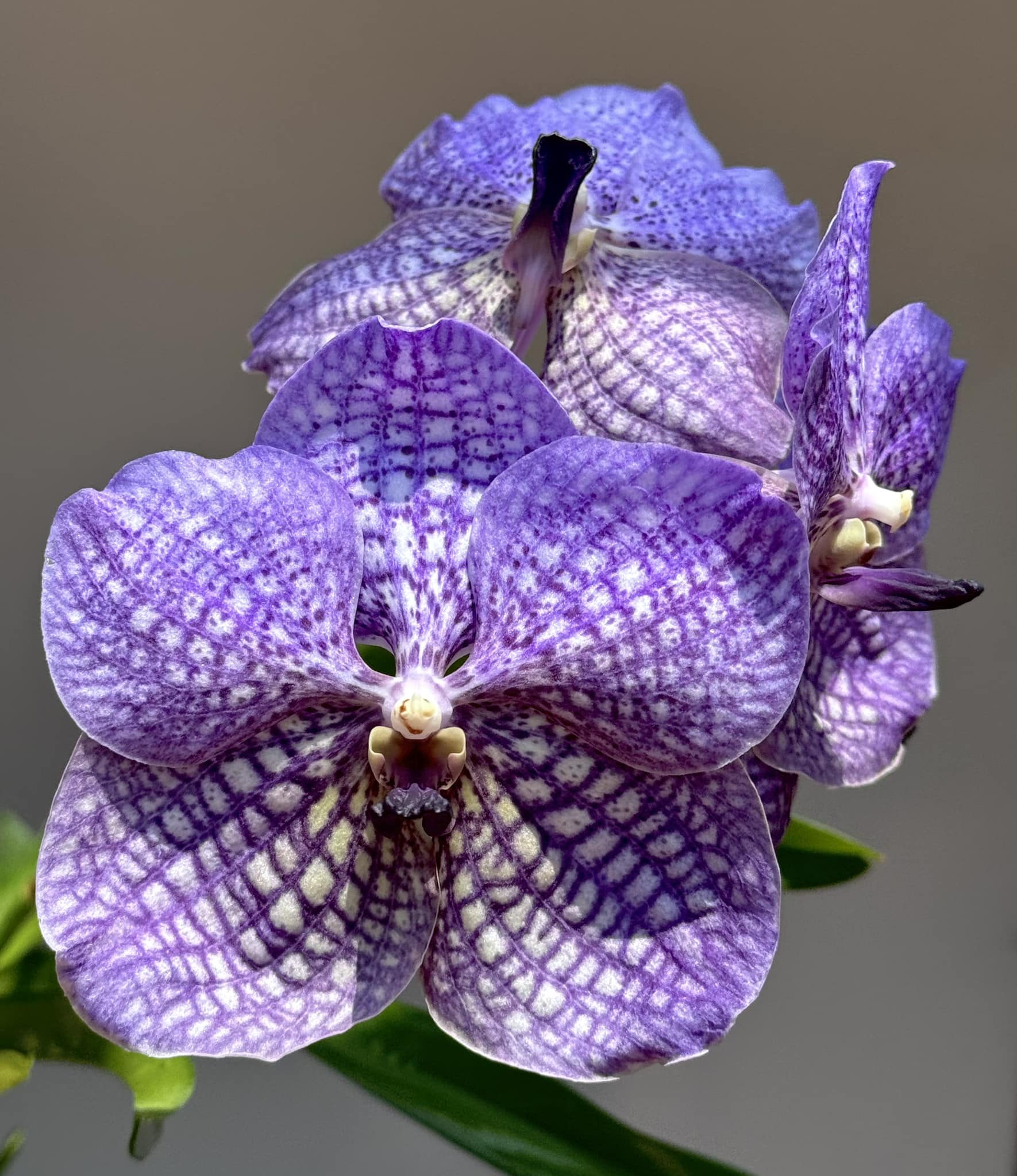 Vanda Rothschildiana x Vanda Charles Goodfellow Main image