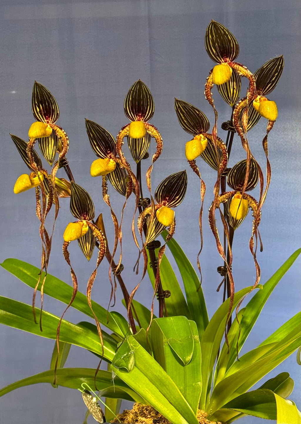 Paphiopedilum La Chaumiere (Booth's Sand Lady × Angel Hair)