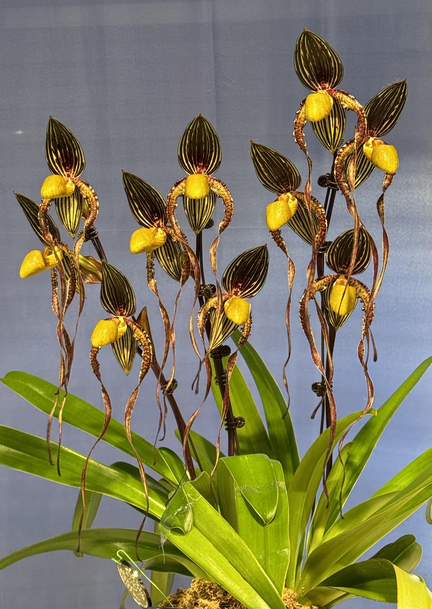 Paphiopedilum La Chaumiere (Booth's Sand Lady × Angel Hair)