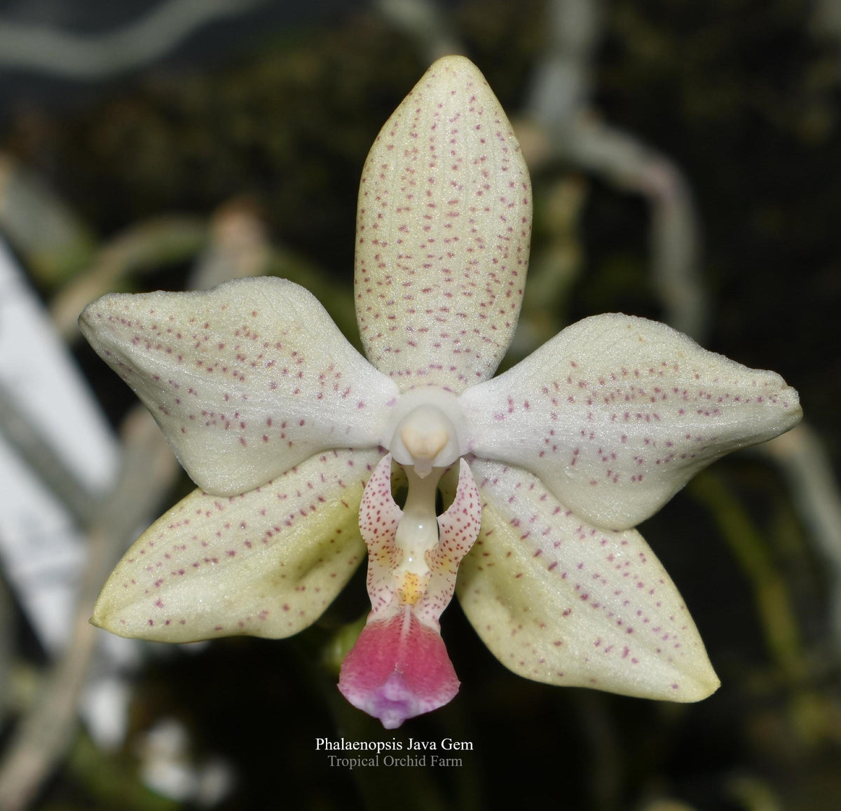 Phalaenopsis Java Gem (javanica × stuartiana)