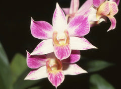 Dendrobium Aussie's Elated (Aussie Glory x Elated)