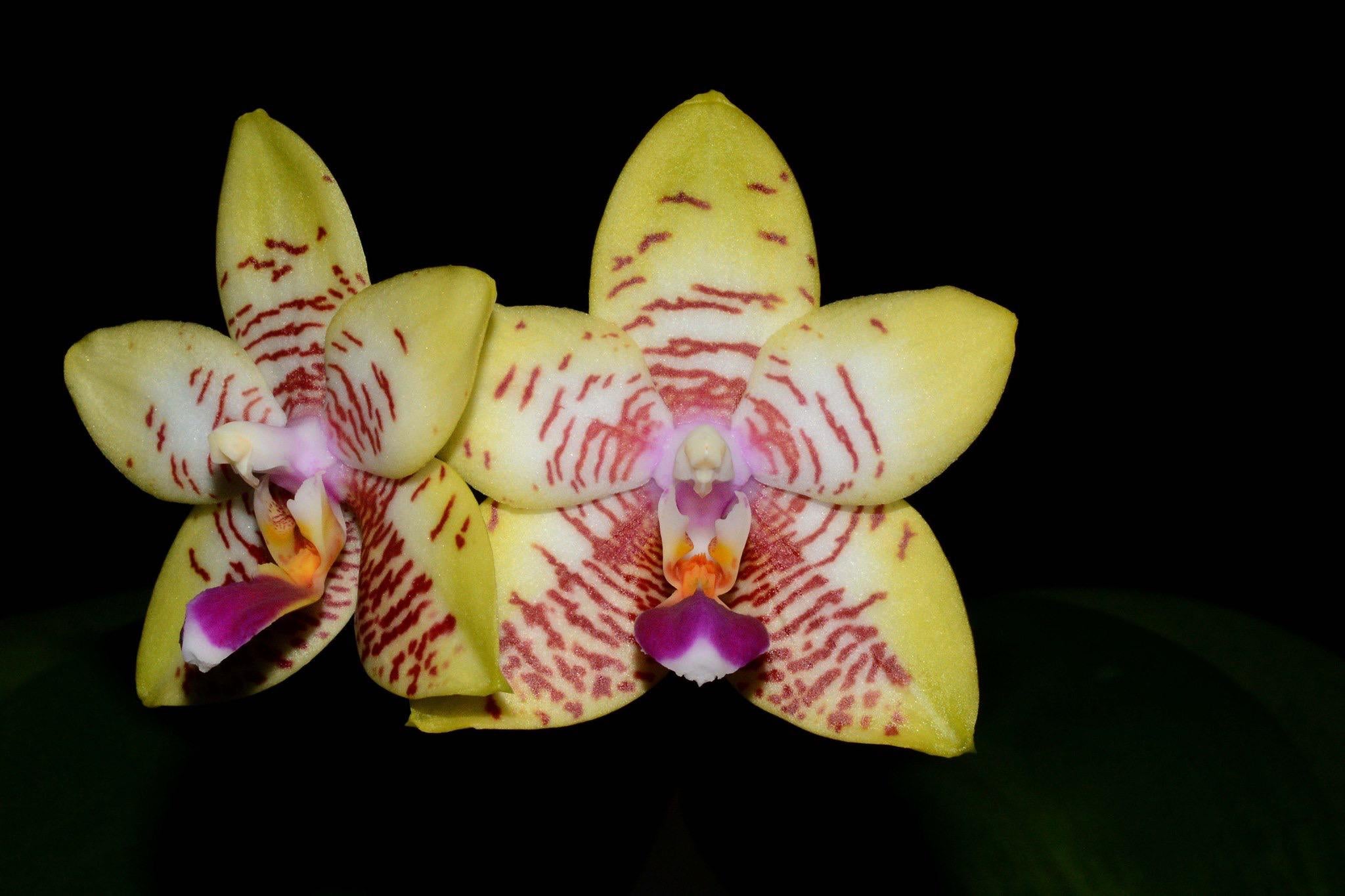 Phalaenopsis Orchid World 'Magnificent' (FLOWERING SIZE) Main image