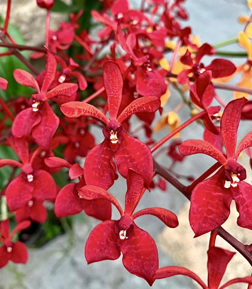 Renanthera Kalsom Main image