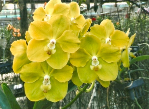 Vanda Rothschildiana x Vanda Charles Goodfellow Secondary image