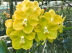 Vanda Rothschildiana x Vanda Charles Goodfellow