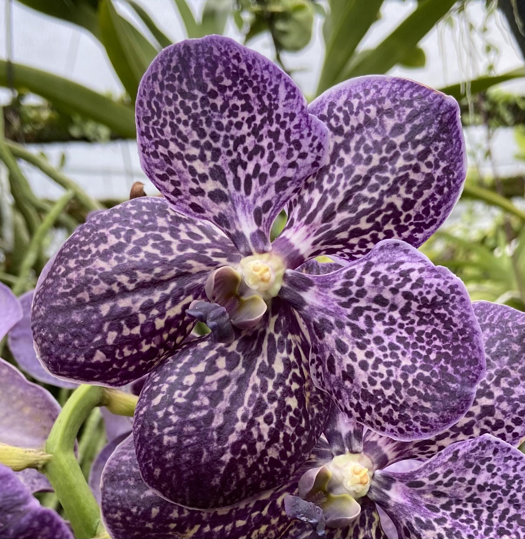 Vanda Gordon Dillon Main image