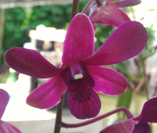 Dendrobium Orchid Jac Concert