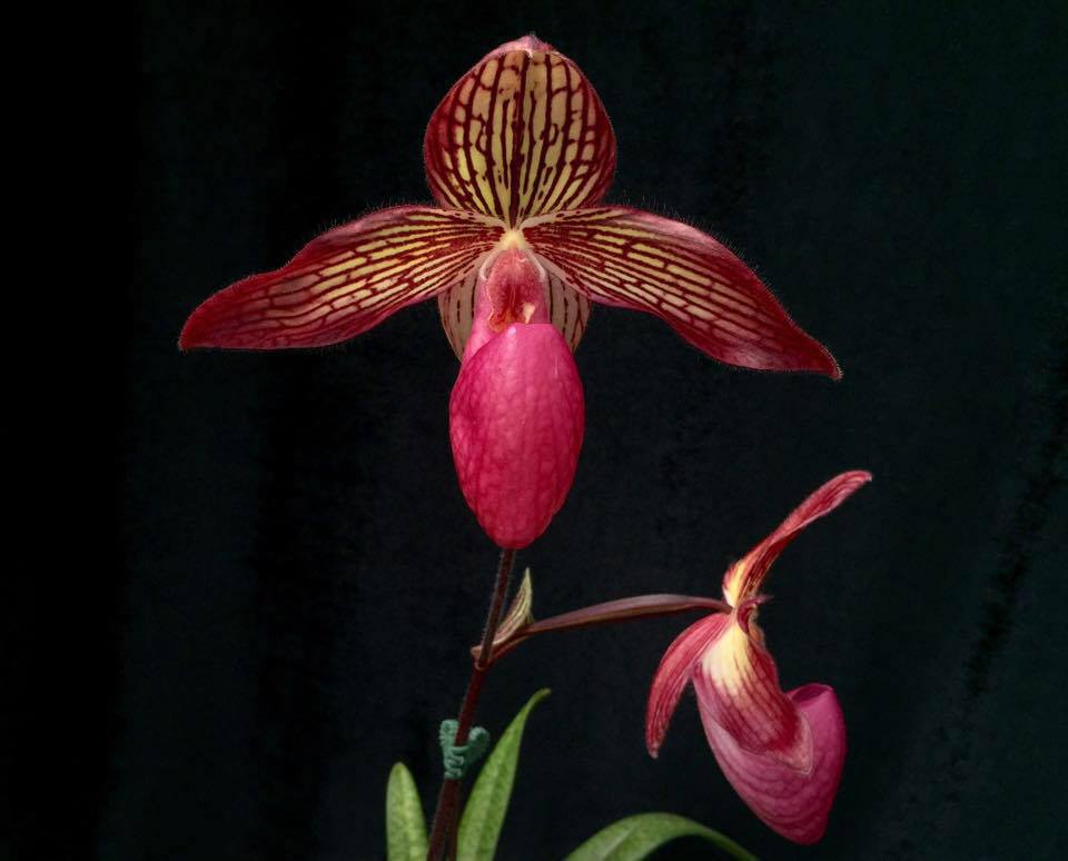 Paphiopedilum Gloria Naugle (MC) Main image
