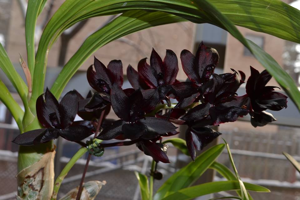 (BLACK ORCHID) Monnierara Millennium Magic 'Witchcraft' Main image