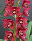 Cymbidium Ruby Valley 'Box of Chocolates'