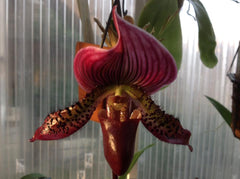 Paphiopedilum Hsinying Larry X HS. Yahoo X Paph. Charlesworthi 'KP'