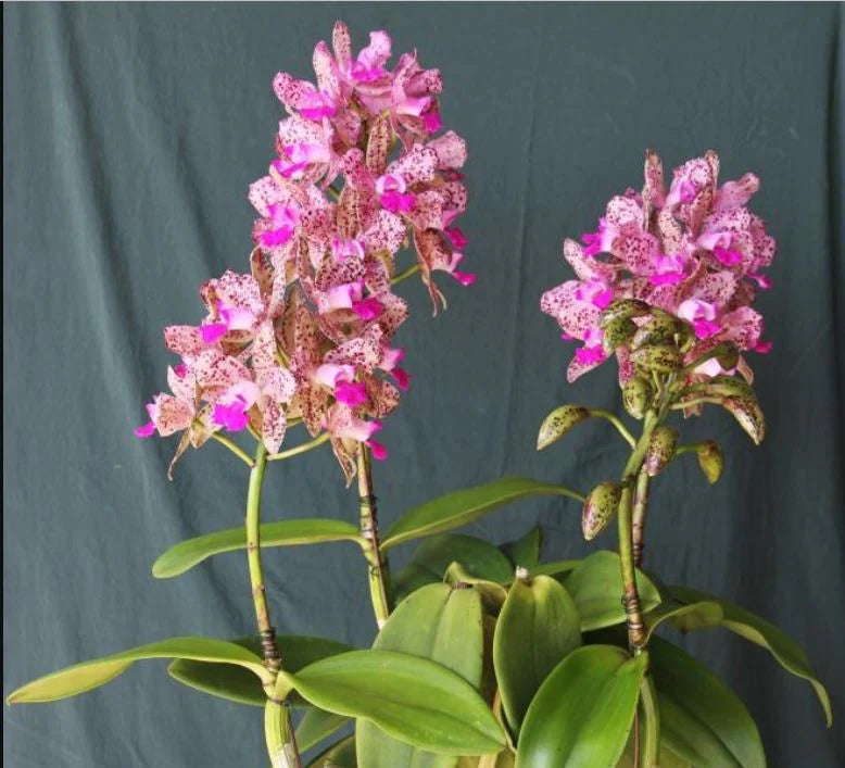 COMBO OF 10 CATTLEYA SEEDLINGS