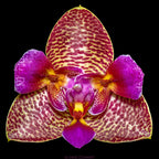 Phalaenopsis Joy Fairy Tale (Peloric, fragrant,Mericlone)