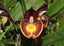 Catasetum Gerhard Leiste (Pileatum × Jumbo Pearl)