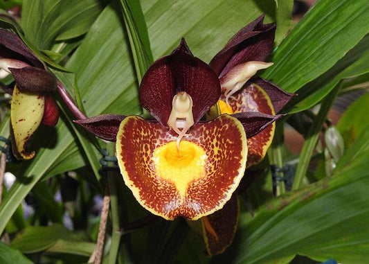 Catasetum Gerhard Leiste (Pileatum × Jumbo Pearl)