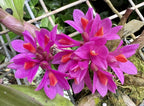 Dendrobium Baby Hibiki (Den. Hibiki x Den. laevifolium ‘Fireball-Pink Giant’)