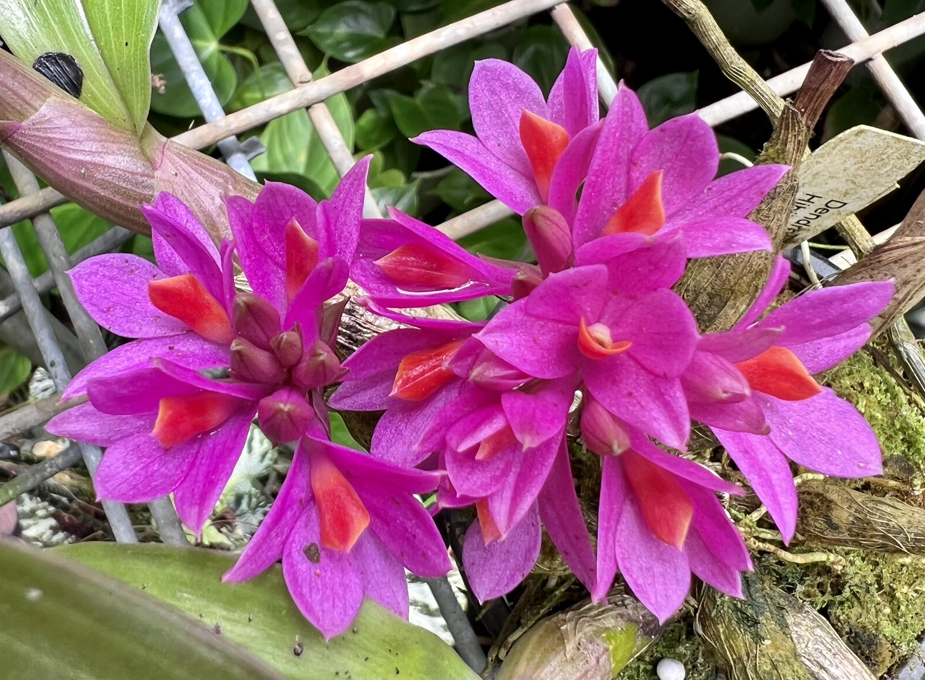 Dendrobium Baby Hibiki (Den. Hibiki x Den. laevifolium ‘Fireball-Pink Giant’)