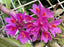 Dendrobium Baby Hibiki (Den. Hibiki x Den. laevifolium ‘Fireball-Pink Giant’)