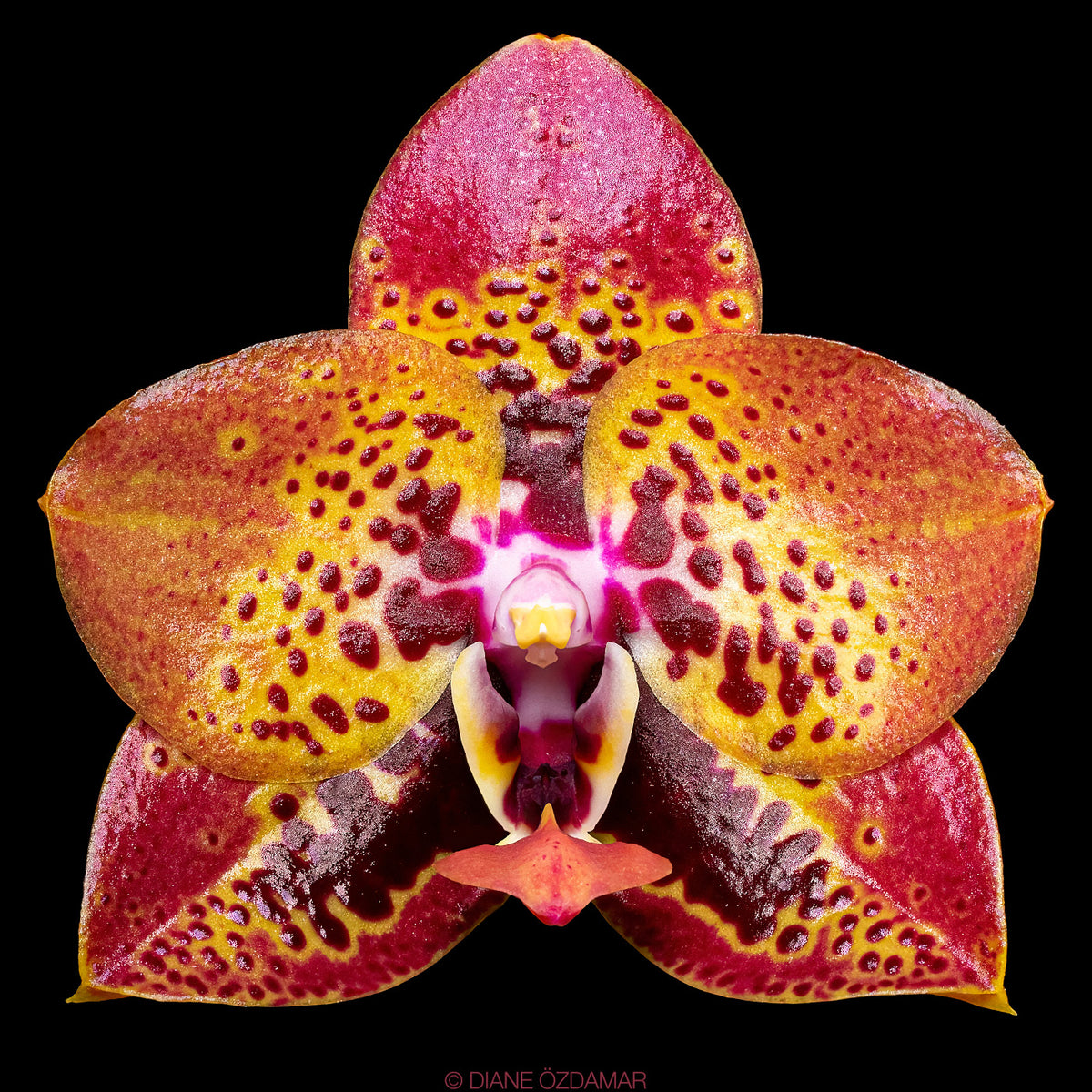 Phalaenopsis Zheng Min Anaconda (Fragrant) Main image