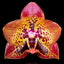 Phalaenopsis Zheng Min Anaconda (Fragrant)