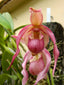 Phragmipedium Schroederae (Sedenii x caudatum)