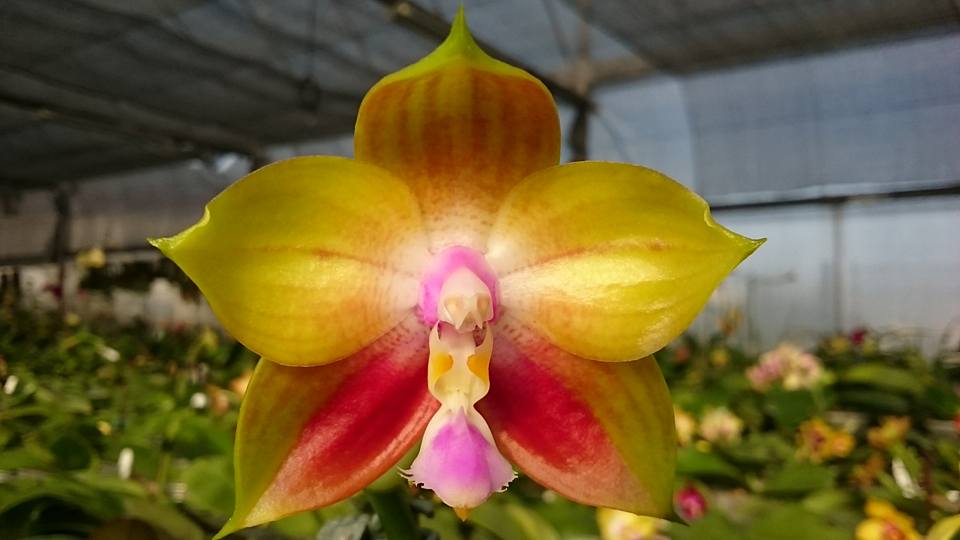 Phalaenopsis Mituo Reflex Dragon (FLOWERING SIZE)