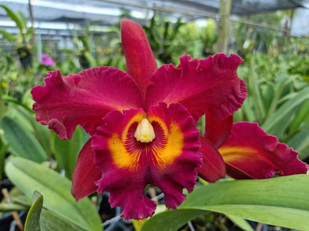 Rhyncholaeliocattleya Chao Praya Red (Hybrid Flask - Whiskey Bottle) ex Thailand
