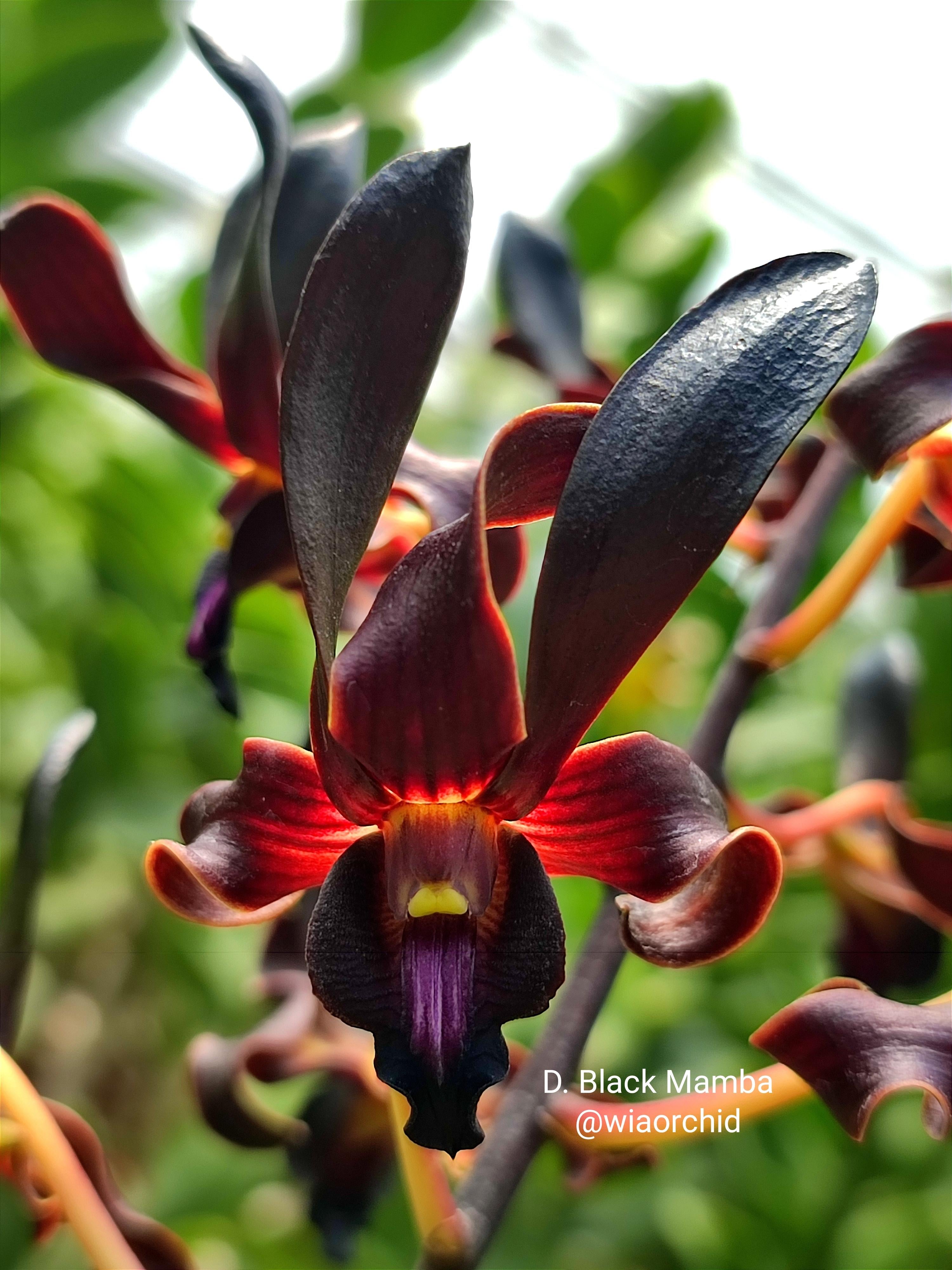 Dendrobium (Black Knight x Den. Black Mamba) Secondary image
