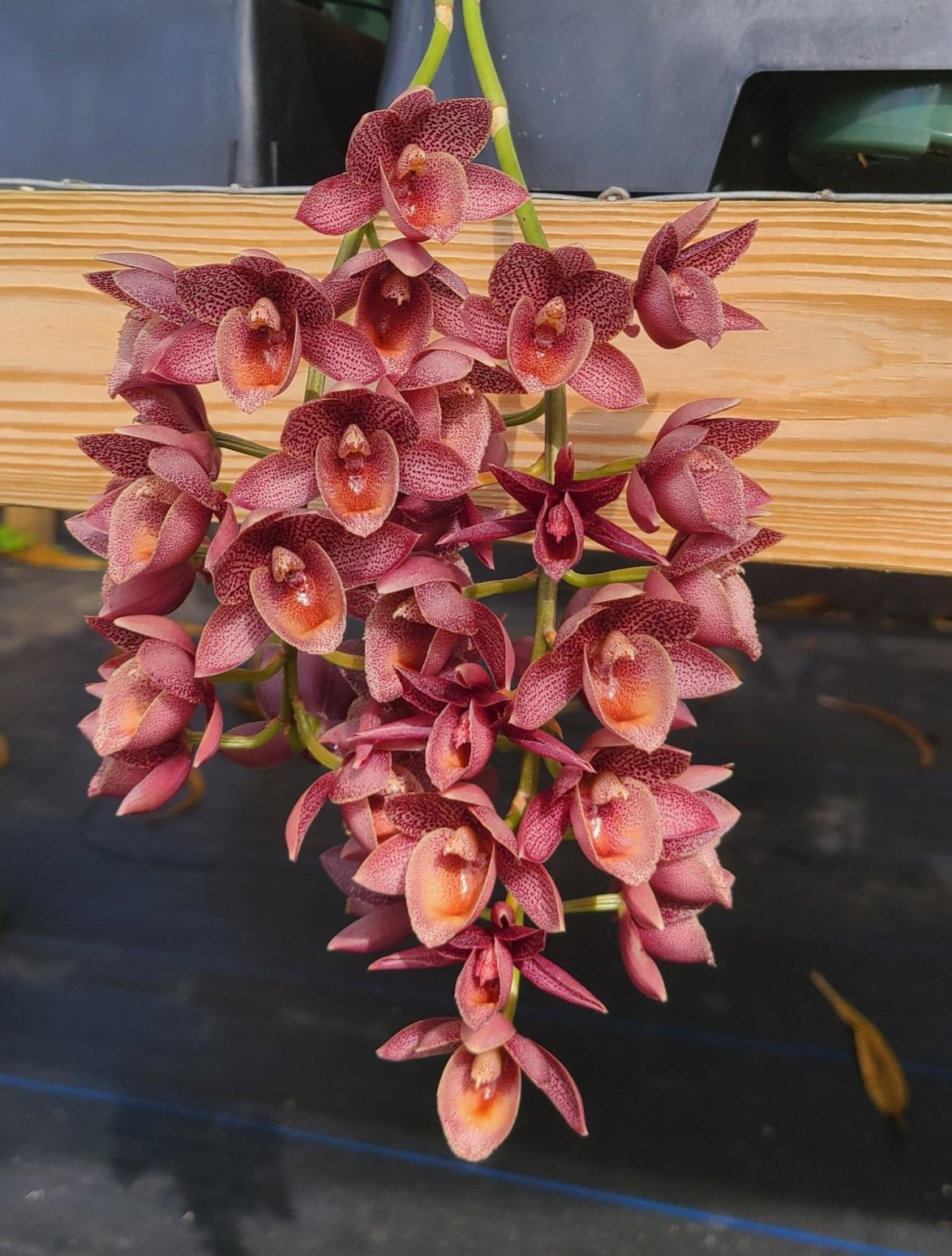 Fredclarkeara Desert Davison