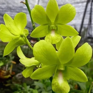 Dendrobium Malaysia Green