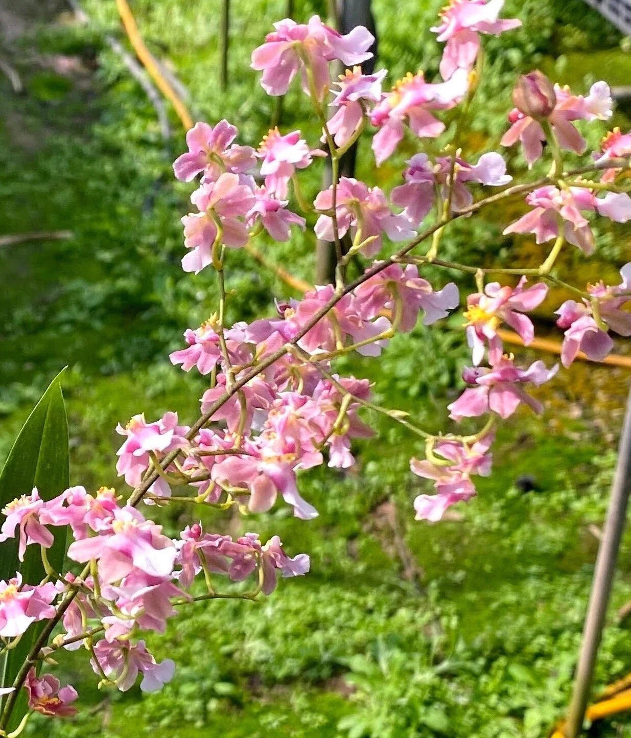 Onc. Tariflor Ruby ’Pleasant Goat’ Main image