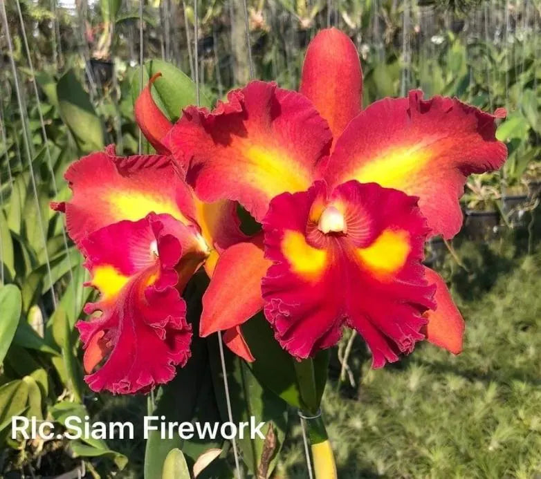 Rlc. Siam Fireworks MC Main image