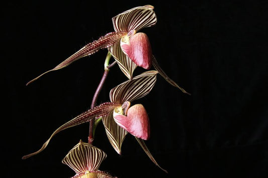 Paph. rothschildianum (Chia Yi SM/TPS x ‘Mont Millais’ FCC/RHS/AOS)