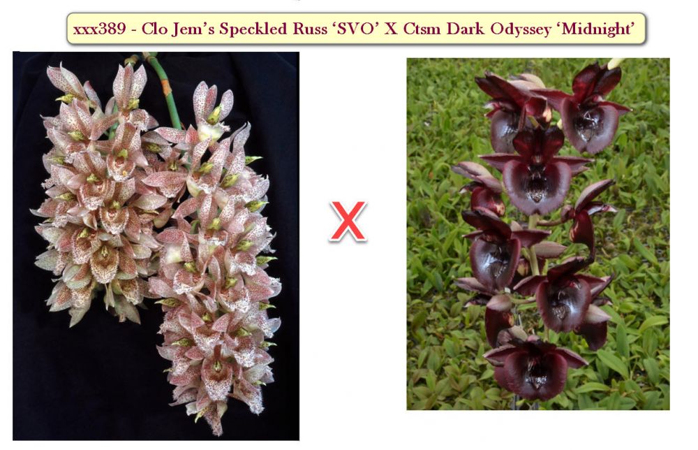 Clowesetum Midnight Soul Main image