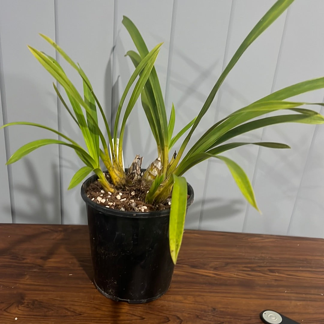Cymbidium Death Wish "Tiger Tail" x Death Wish "El Carnival" Secondary image