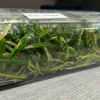 Ascocentrum curvifolium (FLASK OF 30-40 SEEDLINGS)