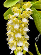Aerides houlletiana fma. alba (Rare Form)