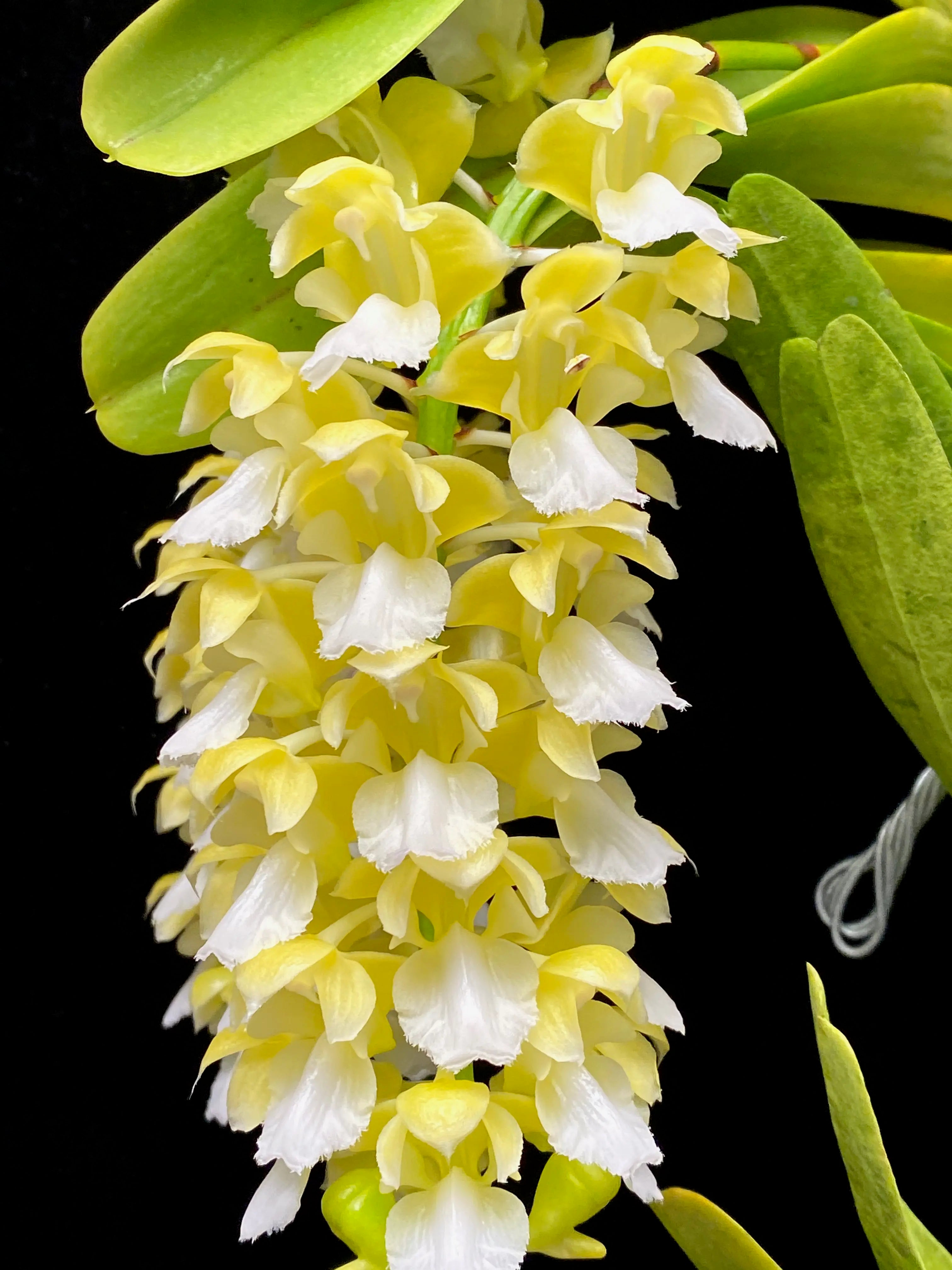 Aerides houlletiana fma. alba (Rare Form) Main image